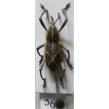 Cryptoderma sp. C.Ritsema, 1885 Philippines59c